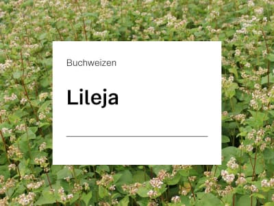 Buchweizen Lileja HS 25 kg Sack Buchweizen Lileja HS 25 kg Sack