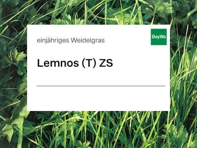 Einjähriges Weidelgras Saatgut Lemnos (tetraploid) ZS     