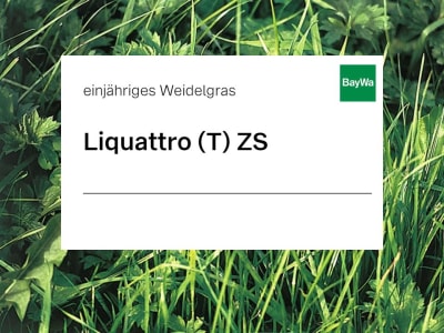 Einjähriges Weidelgras Saatgut Liquattro tetraploid ZS  25 kg Sack  