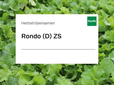 Herbstrübensamen Rondo diploid ZS Herbstrübensamen Rondo diploid ZS