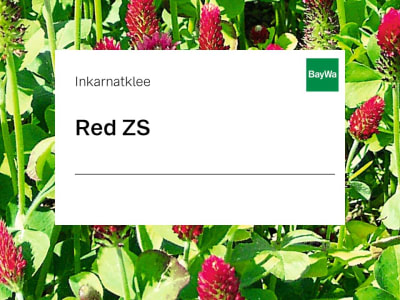 Inkarnatklee Red ZS 25 kg Sack Inkarnatklee Red ZS 25 kg Sack
