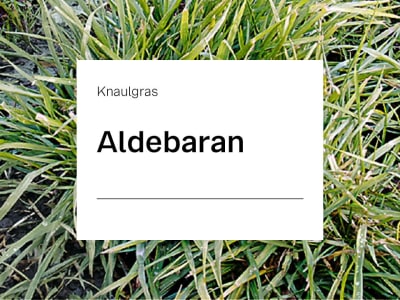 Knaulgras Aldebaran spät ZS 15 kg Sack Knaulgras Aldebaran spät ZS 15 kg Sack
