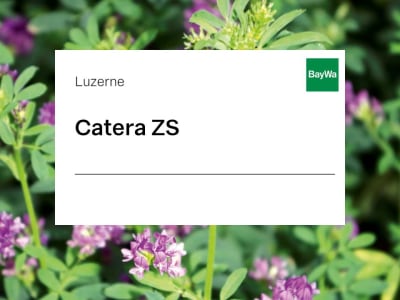 Luzerne Saatgut Catera ZS ungebeizt 25 kg Sack Luzerne Saatgut Catera ZS ungebeizt 25 kg Sack
