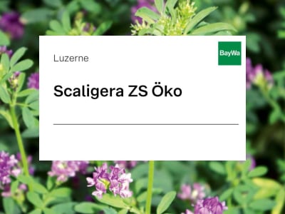 Luzerne Scaligera ZS Öko 25 kg Sack Luzerne Scaligera ZS Öko 25 kg Sack