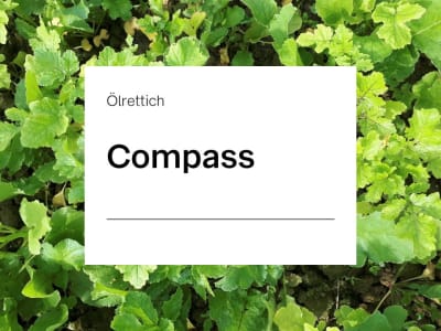 Ölrettich Compass ZS nematodenresistent 25 kg Sack Ölrettich Compass ZS nematodenresistent 25 kg Sack