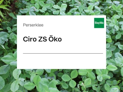 Perserklee Ciro ZS Öko 25 kg Sack Perserklee Ciro ZS Öko 25 kg Sack
