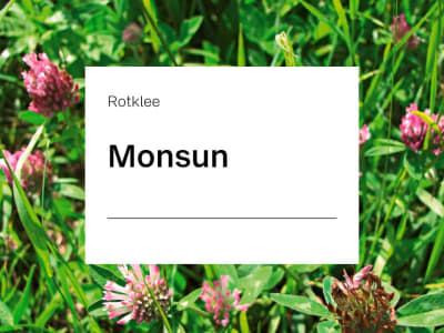 Rotklee Samen Monsun (tetraploid) ZS ungebeizt 25 kg Sack Rotklee Samen Monsun (tetraploid) ZS ungebeizt 25 kg Sack