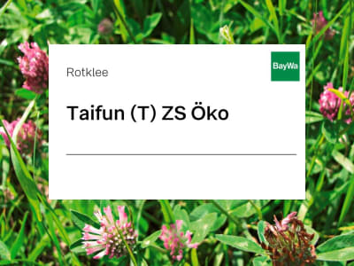 Rotklee Saatgut Taifun tetraploid Öko 25 kg Sack Rotklee Saatgut Taifun tetraploid Öko 25 kg Sack