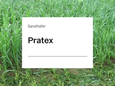 Sandhafer Saatgut Pratex ZS 25 kg Sack Sandhafer Saatgut Pratex ZS 25 kg Sack