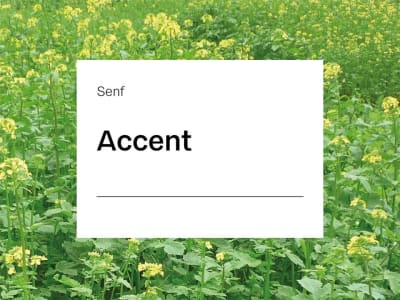Senf Accent ZS nematodenresistent 25 kg Sack Senf Accent ZS nematodenresistent 25 kg Sack