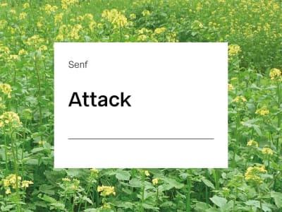 Senf Saatgut Attack ZS nematodenresistent nematodenresistent 25 kg Sack Senf Saatgut Attack ZS nematodenresistent nematodenresistent 25 kg Sack