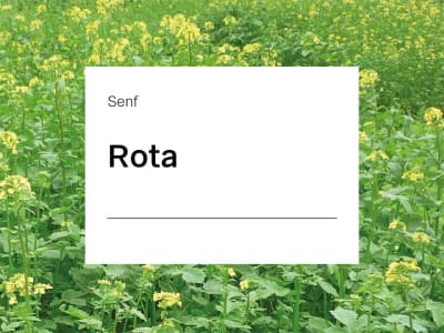 Senf Saatgut Rota ZS 25 kg Sack Senf Saatgut Rota ZS 25 kg Sack