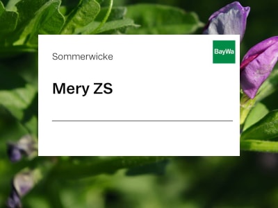 Sommerwicke Saatgut Mery ZS ungebeizt 25 kg Sack  