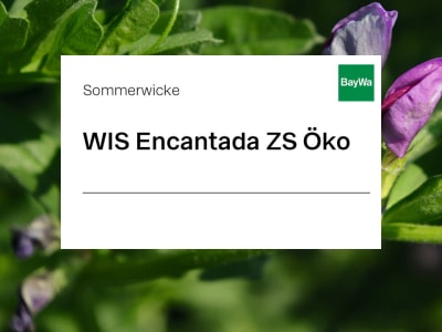 Sommerwicke Saatgut Encantada ZS Öko 25 kg Sack Sommerwicke Saatgut Encantada ZS Öko 25 kg Sack