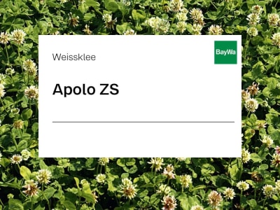 Weissklee Saatgut Apolo ZS ungebeizt 25 kg Sack  