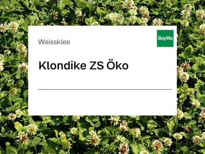 Weissklee Saatgut Klondike ZS Öko 25 kg Sack Weissklee Saatgut Klondike ZS Öko 25 kg Sack