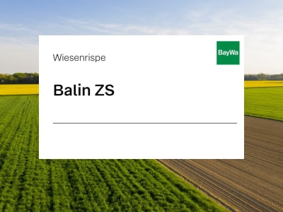 Wiesenrispe Saatgut Balin ZS 20 kg Sack Wiesenrispe Saatgut Balin ZS 20 kg Sack