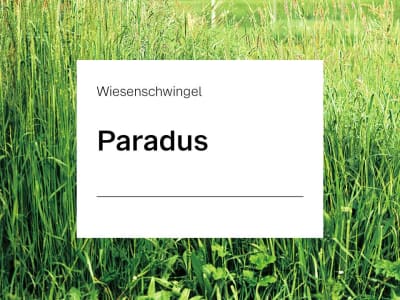 Wiesenschwingel Pardus ZS 20 kg Sack Wiesenschwingel Pardus ZS 20 kg Sack