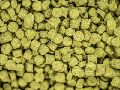 Polaris Hopfen Polaris Hopfen