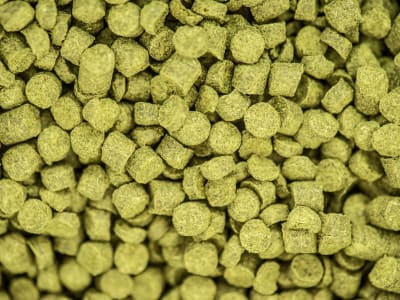 Saaz Hopfen Erntejahr 2019