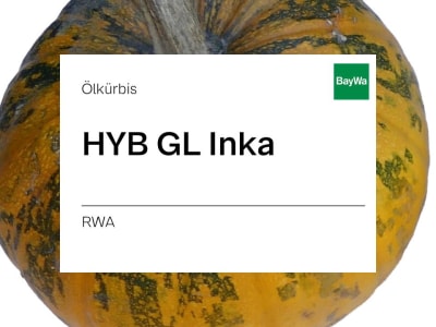 Ölkürbis Saatgut HYB GL Inka ZS 18000 Körner/EH Maxim XL Ölkürbis Saatgut HYB GL Inka ZS 18000 Körner/EH Maxim XL