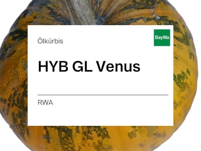 Ölkürbis Saatgut HYB GL Venus ZS EH Maxim XL Ölkürbis Saatgut HYB GL Venus ZS EH Maxim XL