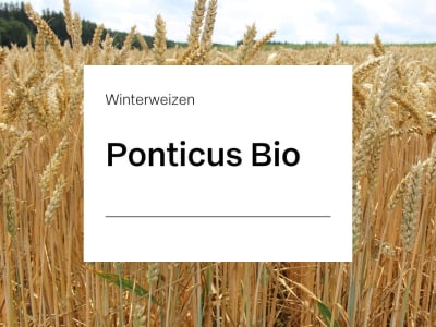 Winterweizen Saatgut Ponticus ZS Bio E-Weizen Winterweizen Saatgut Ponticus ZS Bio E-Weizen