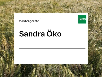 Wintergerste Saatgut Sandra ZS Bio zweizeilige Futtergerste Wintergerste Saatgut Sandra ZS Bio zweizeilige Futtergerste