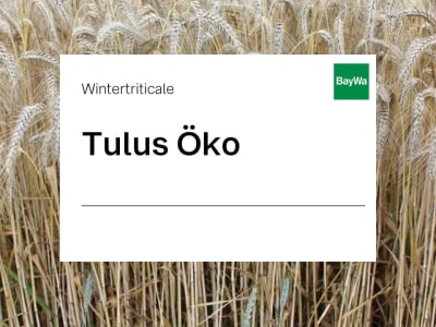Wintertriticale Tulus ZS Öko Wintertriticale Tulus ZS Öko