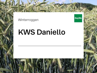 Winterroggen Saatgut KWS Daniello ZS Hybrid Standard EH Winterroggen Saatgut KWS Daniello ZS Hybrid Standard EH