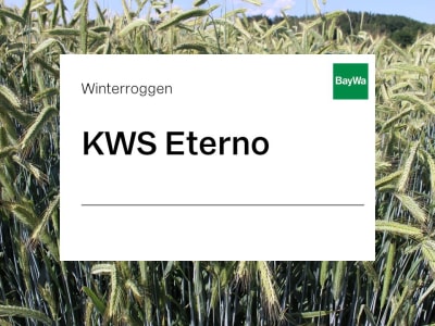 Winterroggen KWS Eterno ZS Standard Winterroggen KWS Eterno ZS Standard