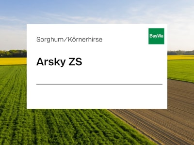 Körnerhirse Arsky ZS Redigo M Körnerhirse Arsky ZS Redigo M