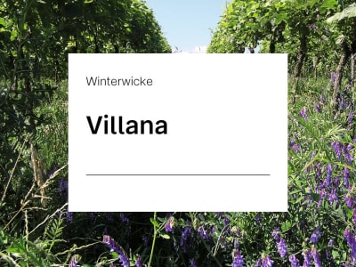Winterwicke Villana ZS 25 kg Sack Winterwicke Villana ZS 25 kg Sack