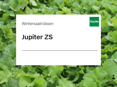 Wintersaatrübsen Saatgut Jupiter ZS 25 kg Sack Wintersaatrübsen Saatgut Jupiter ZS 25 kg Sack