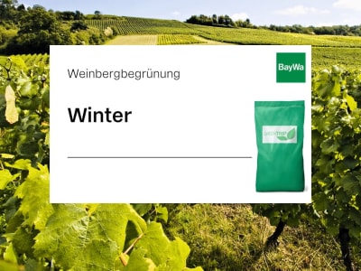 GreenTrip Winterbegrünung für trockene Lagen im Weinberg GreenTrip Winterbegrünung für trockene Lagen im Weinberg