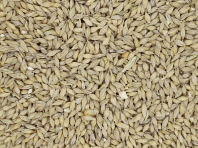 Kaiser Bio-Gerste A (anerkannte Ware) naturbelassene Futtergerste in Bio-Qualität   