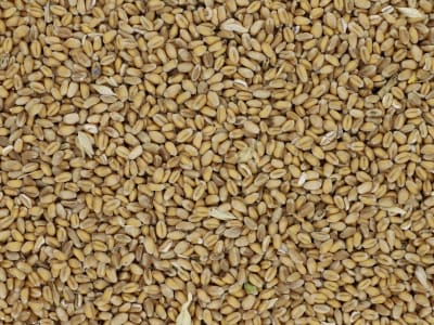 Kaiser Bio-Weizen A (anerkannte Ware) naturbelassener Futterweizen in Bio-Qualität 25 kg Sack Kaiser Bio-Weizen A (anerkannte Ware) naturbelassener Futterweizen in Bio-Qualität 25 kg Sack