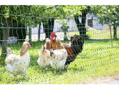 GALLUTEC Geflügelzaun "PoultryNet" Höhe 112 cm grün, mit Doppelspitze, nicht stromführend