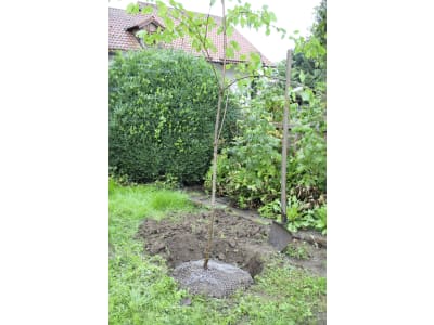 KERBL Wühlmausgitter H x Ø 70 x 60 cm verzinkt, für Bäume und Sträucher, 291172