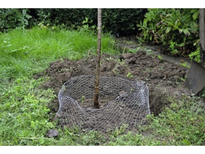 KERBL Wühlmausgitter H x Ø 70 x 60 cm verzinkt, für Bäume und Sträucher, 291172