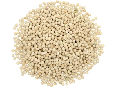 Futtererbse Saatgut Astronaute ZS ungebeizt 1.000 kg BigBag  