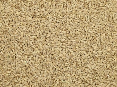 Dinkel Saatgut Zollernperle ZS Bio (im Spelz) Dinkel Saatgut Zollernperle ZS Bio (im Spelz)