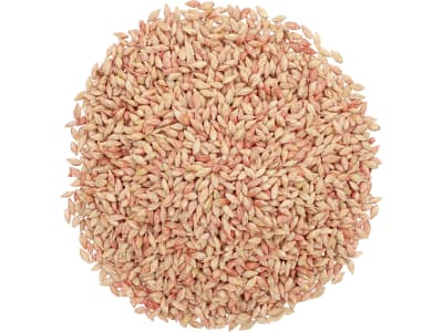Sommergerste Saatgut Lexy ZS Rubin Plus 40 kg Sack  