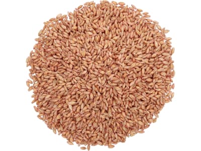 Wintertriticale Saatgut Rivolt ZS     