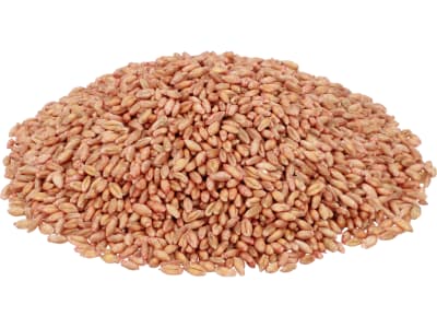 Wintertriticale Saatgut Charme ZS     