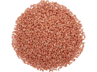 Winterweizen Saatgut Foxx ZS (A-Weizen) Winterweizen Saatgut Foxx ZS (A-Weizen)