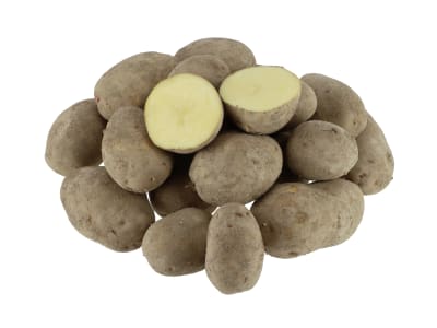 Pflanzkartoffeln Quarta Pflanzkartoffeln Quarta