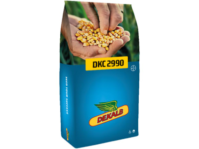 Mais-Saatgut Dekalb DKC 2990     (S230 K210)