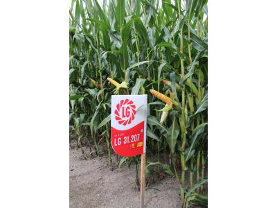 Mais-Saatgut Limagrain LG 31207    (S 210)