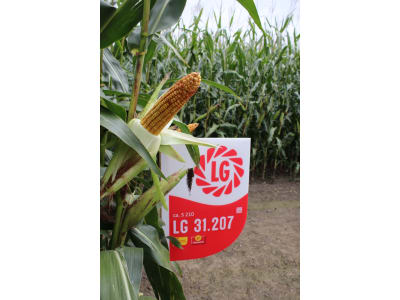Mais-Saatgut Limagrain LG 31207    (S 210)